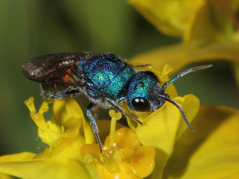 Chrysidae da ID